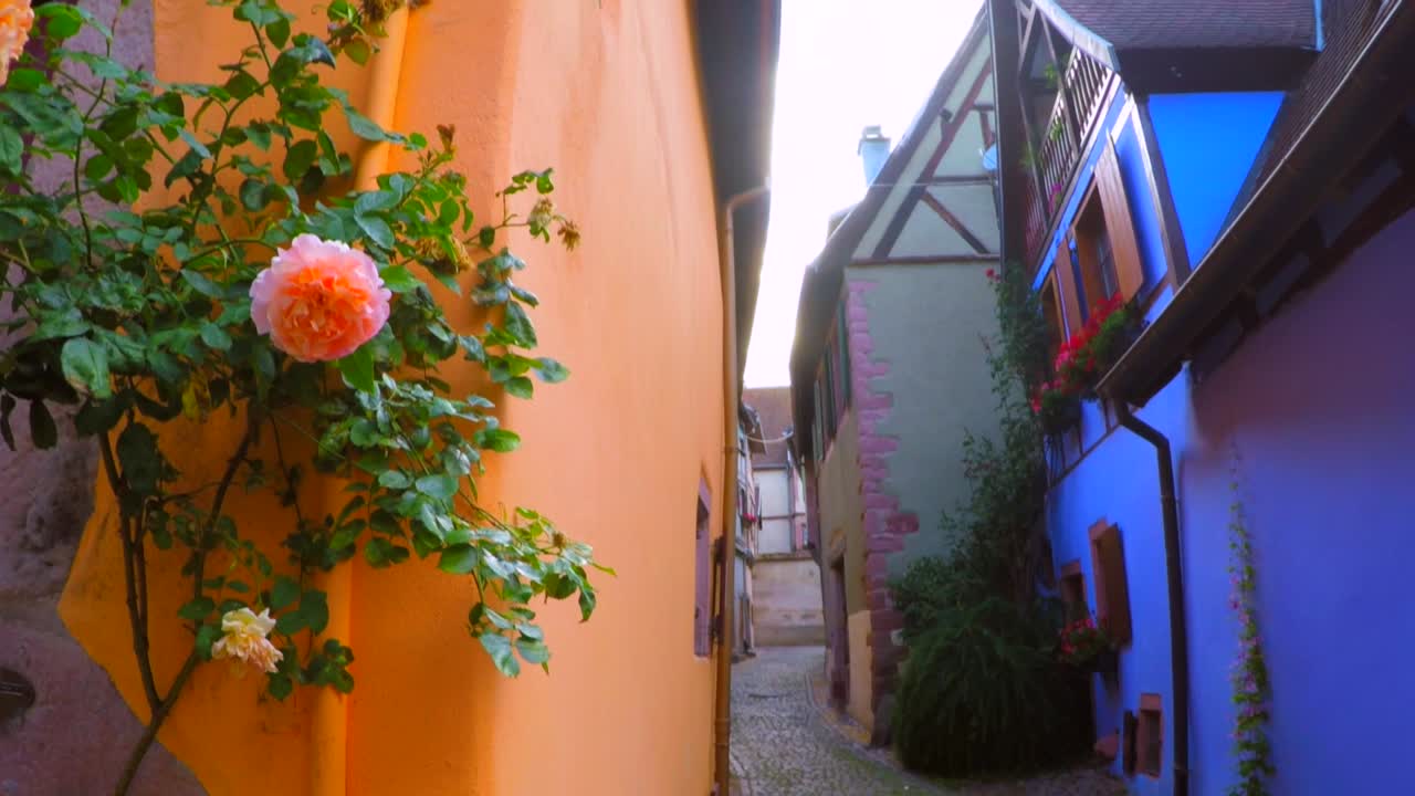 프랑스 옛 마을 뒷골목의 오래된 벽에서 자라는 화려한 꽃