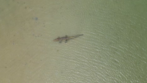 Drone view of an Estuarine (Saltwater) Crocodile resting in shallow water on a Cape York beach, clip 3