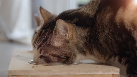 The-cats-are-eating-food-from-their-bowls