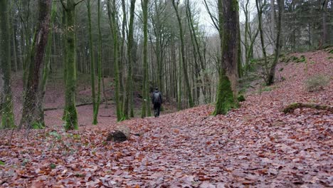 man walking away from the camera in late fall season in dense forest at mullerthal hiking trail in luxembourg