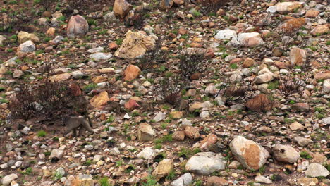 Observa-Cómo-Un-Grupo-De-Babuinos-Chacma-Navega-Por-Las-Empinadas-Laderas-De-Una-Montaña