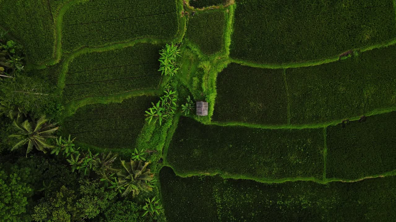 Vista dall'alto di una capanna in mezzo a campi terrazzati verdi a Bali, Indonesia