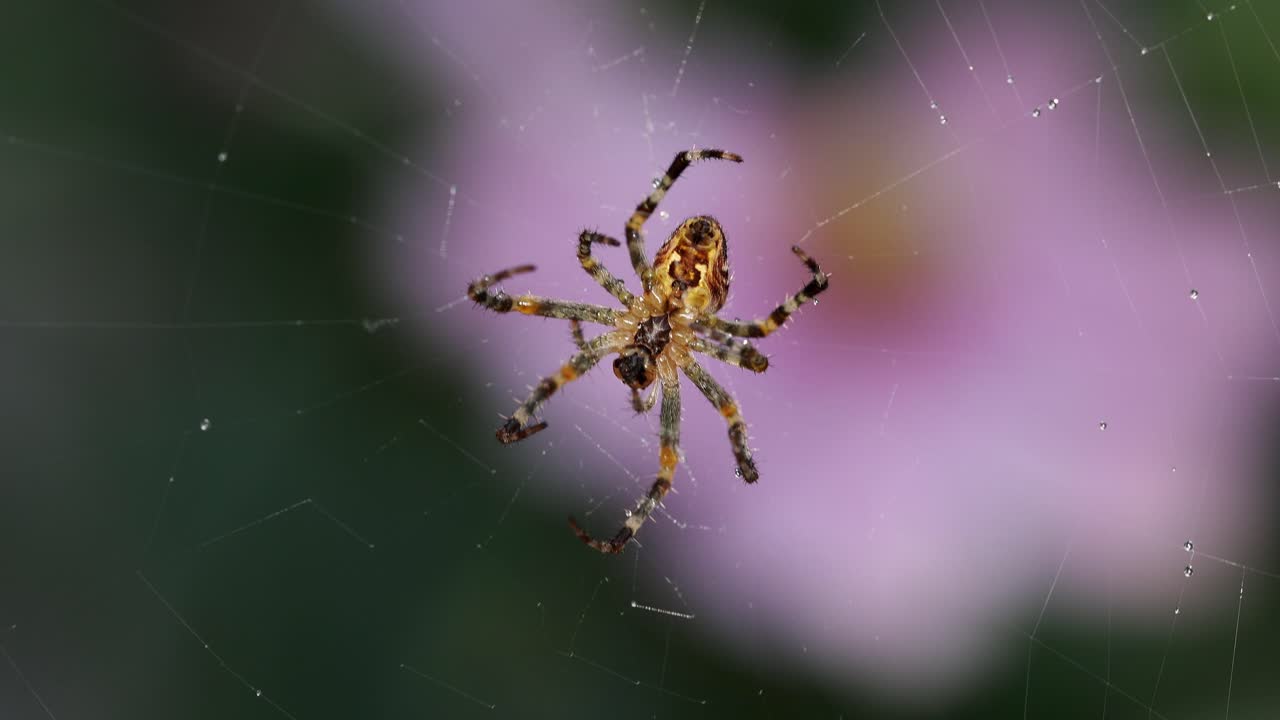 일반적인 정원 거미, 아라네우스 디아데마투스(araneus diadematus)에게 먹이를 주고, 거미줄에 놀라 실시간으로