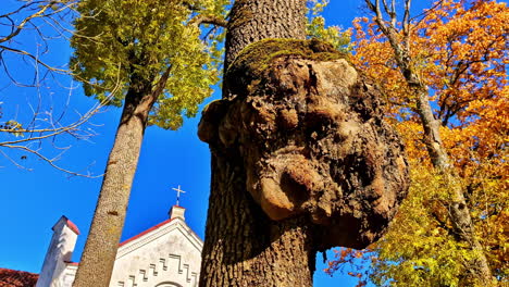 a tree trunk with a large burl, surrounded by autumn leaves, under a clear blue sky.