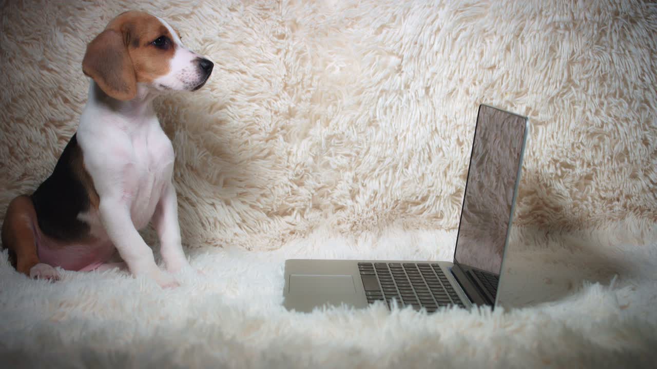 노트북을 바라보는 비글 강아지의 4k