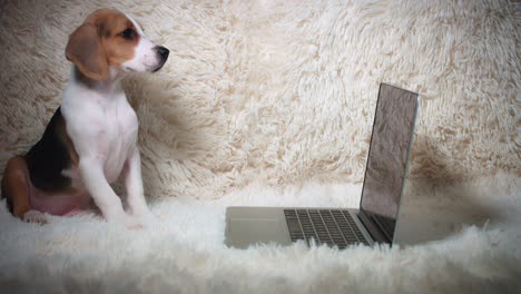 un cachorro beagle mirando una computadora portátil