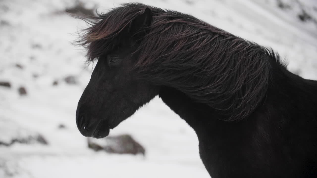 caballo islandés negro en ambiente frío