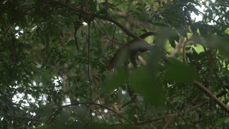 Cute-Capuchin-Monkey-walking-through-a-tree-in-the-middle-of-the-Jungle-of-Tayrona-Park,-Colombia,-south-america