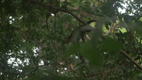 lindo mono capuchino caminando a través de un árbol en medio de la selva del parque tayrona, colombia, sudamérica