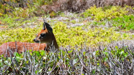 dainty cape grysbok with small horns graze in coastal shrubland, agulhas