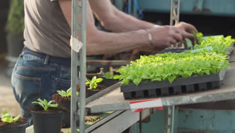 horticulturist putting plants in flower pots brought by a potting machine