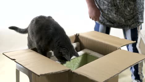 modern furniture for cats and kittens unboxing and assembly