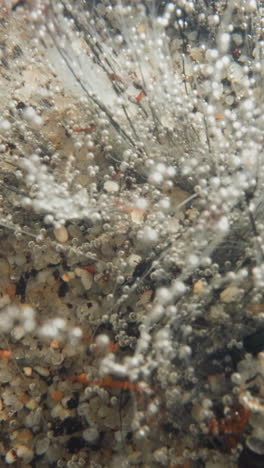 underwater leafless plant with shoots covered with gas bubbles. particle of shoot with oxygen breaks off and moves upward. natural balance in pond