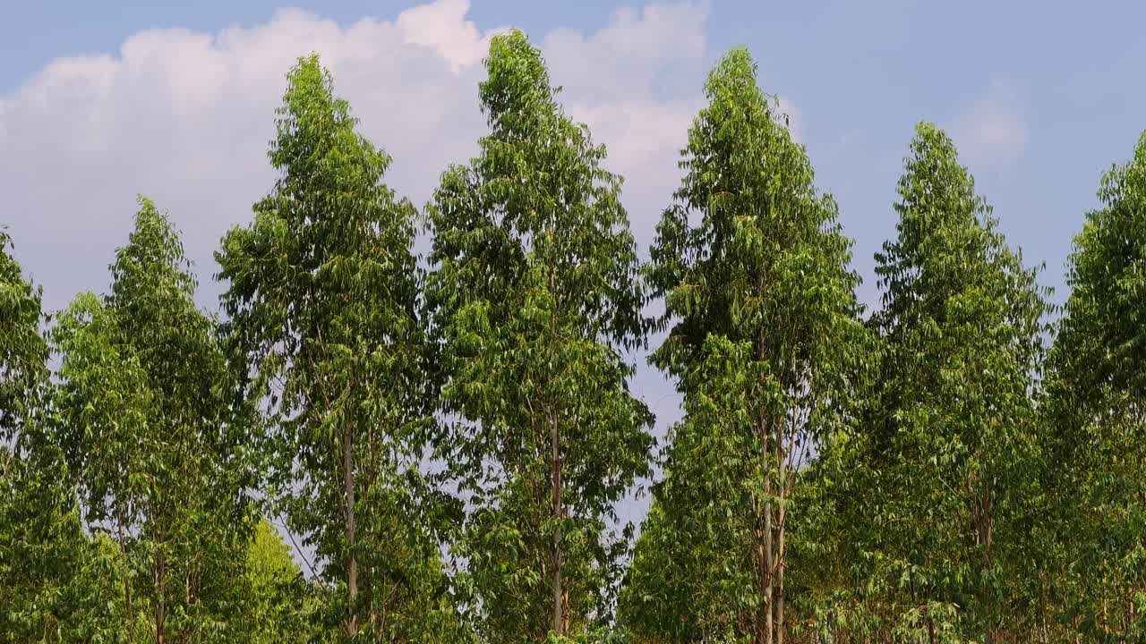 Una vista mozzafiato di alberi di eucalipto che ondeggiano dolcemente sotto un cielo azzurro e limpido, incarnando la tranquillità della natura.