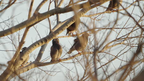 Flock-Of-Grey-Starling-Birds-Resting-On-Bare-Tree-Branches-While-Preening-Themselves-In-Tokyo,-Japan