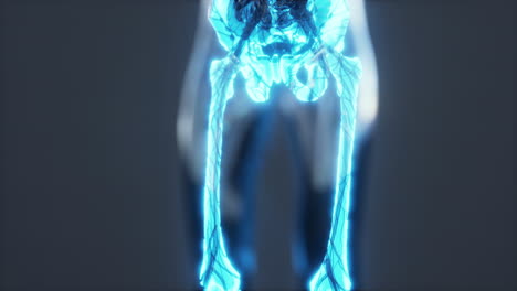 human-body-skeleton-anatomy-scan
