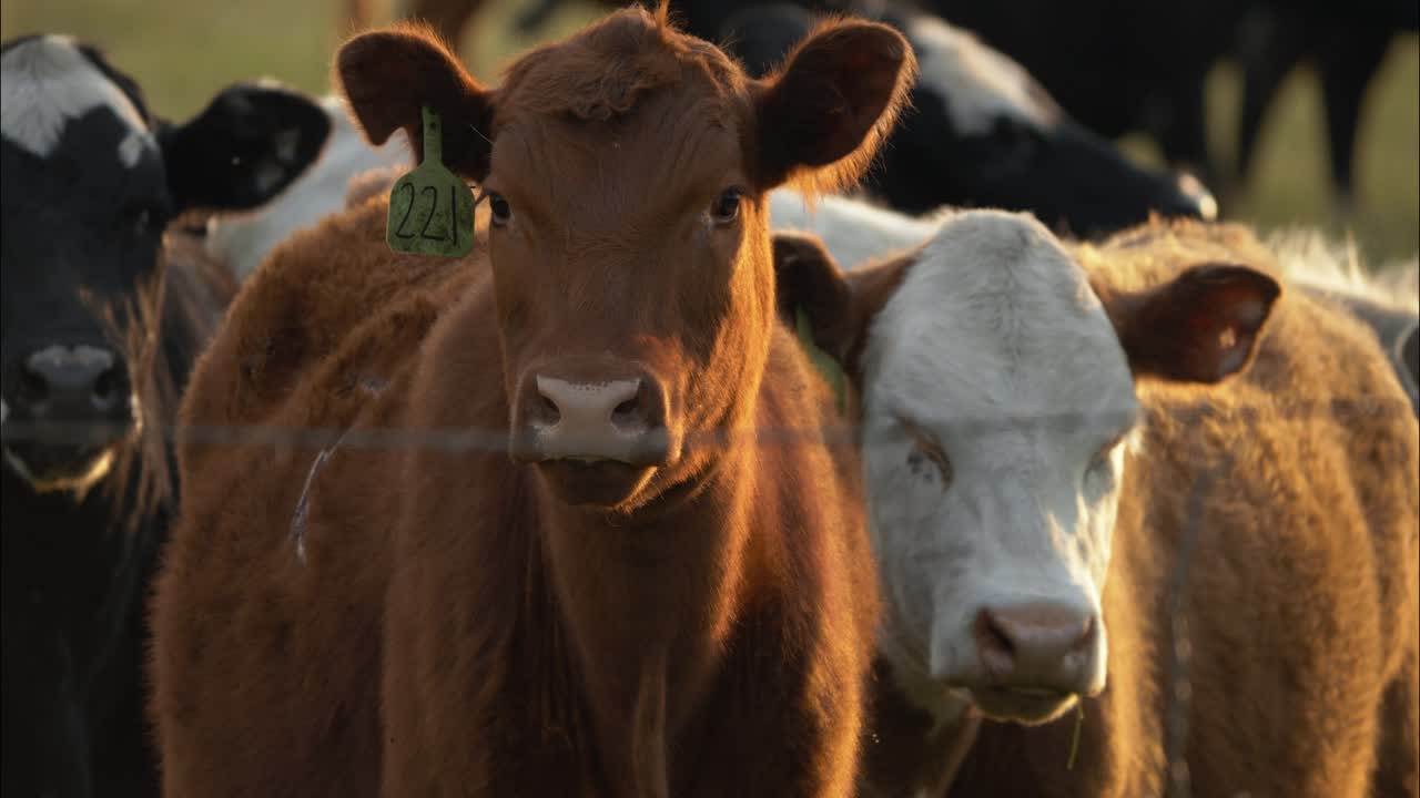Closeup of a herd of cows eating grass in a field of green grass on a farm during evening sunset.