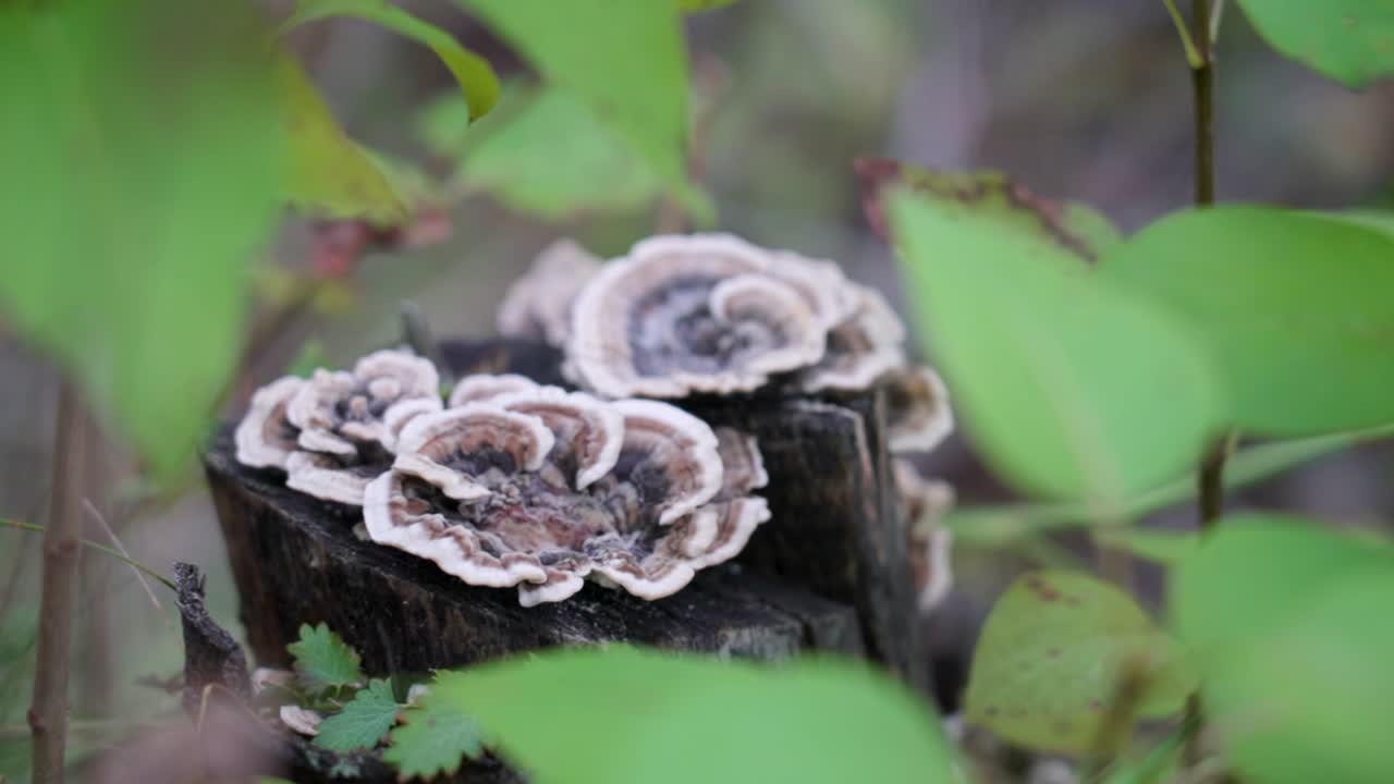 Close-up of tree fungi growing on a tree stump in a forest