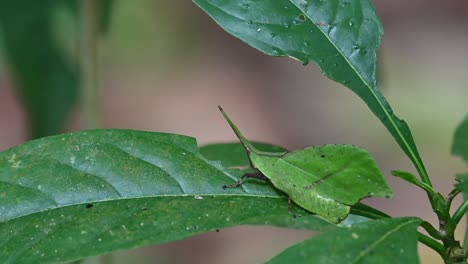 La-Cámara-Se-Aleja-Mientras-Se-Balancea-Hacia-La-Izquierda-Y-Hacia-La-Derecha-Mientras-Se-Alimenta-De-La-Hoja,-Saltamontes-De-Hoja-Systella-Rafflesii,-Tailandia