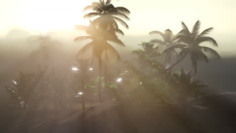 coco palm trees tropical landscape