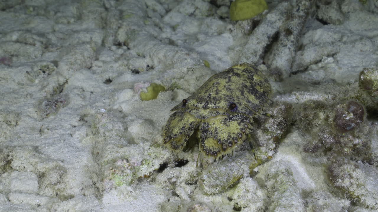 A Slipper lobster walking across seafloor on sandy bottom with dead corrals at night in the Caribbean ocean