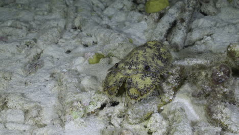 una langosta zapatilla caminando por el fondo marino en un fondo arenoso con corrales muertos por la noche en el océano caribe