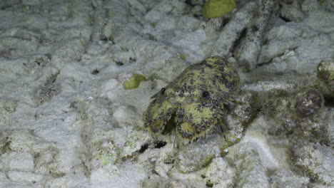 a slipper lobster walking across seafloor on sandy bottom with dead corrals at night in the caribbean ocean