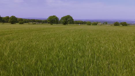 Vista-Aérea-De-Un-Campo-De-Trigo-Verde-En-Una-Granja