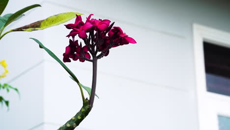 blooming plumeria rubra deciduous flowering plant in vietnam