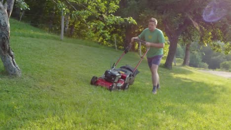 man mowing lawn between fruit trees with red petrol rotary lawnmower machine