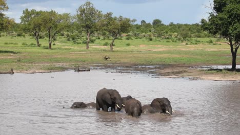 extreme wide shot of elephants swimming and playing in a waterhole in kruger national park