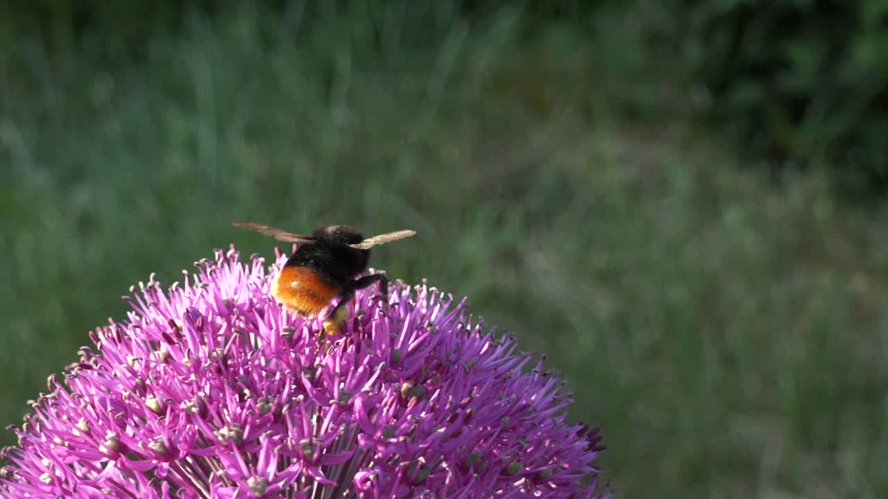 abejorro recogiendo polen en flor morada, de cerca