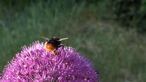 bumblebee collecting pollen in purple flower, close up