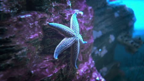 Sea-Star-(Asterias-forbesii).