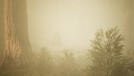 autumn forest and trees in morning fog
