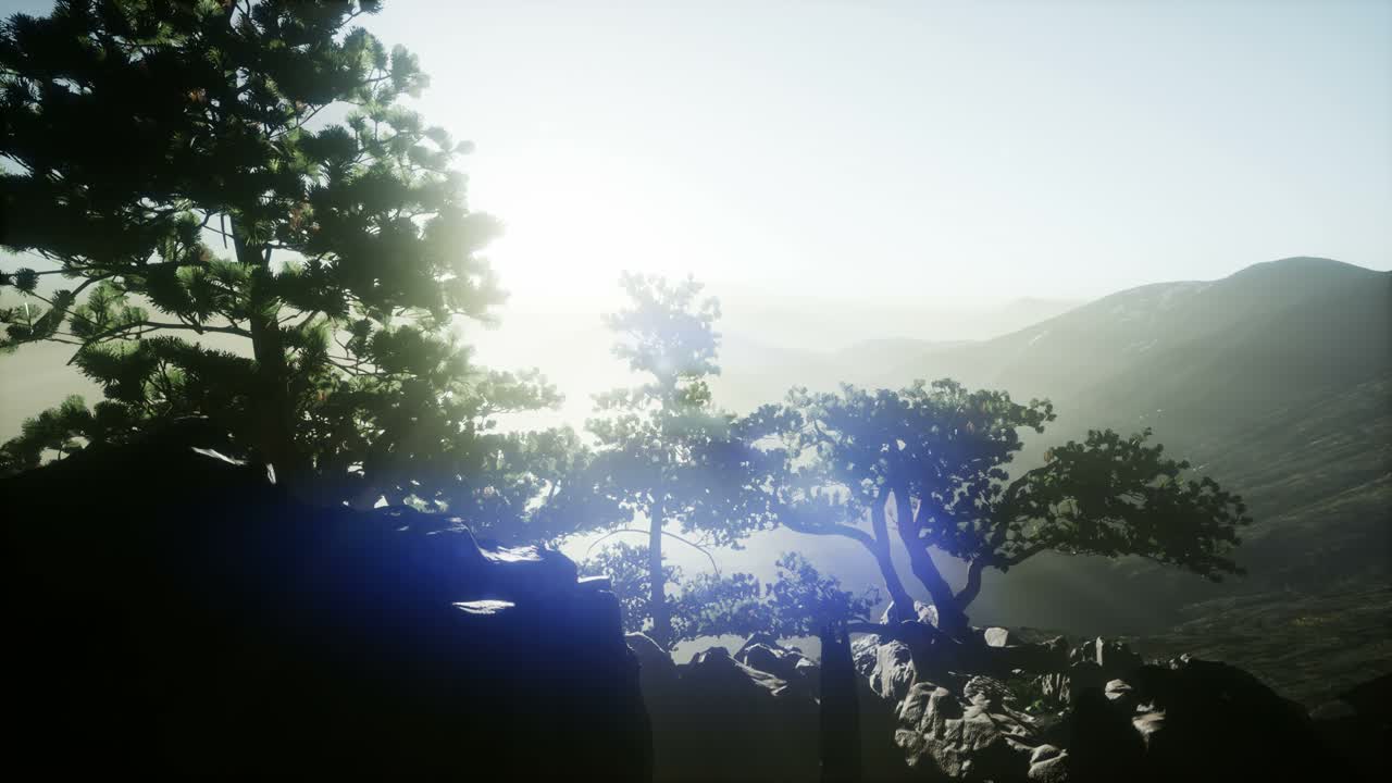 나무들을 가로지르는  ⁇ 빛