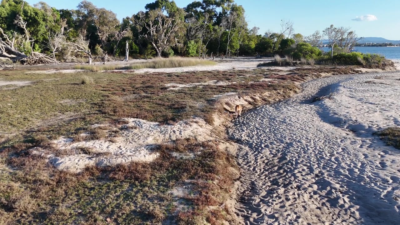 A wild wallaby grazes quietly among coastal dunes and vegetation on South Stradbroke Island.