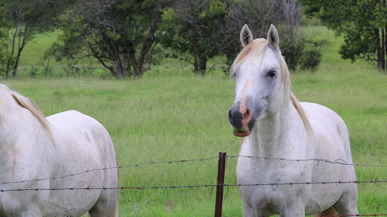 un caballo blanco se mueve cerca de una valla en un campo.
