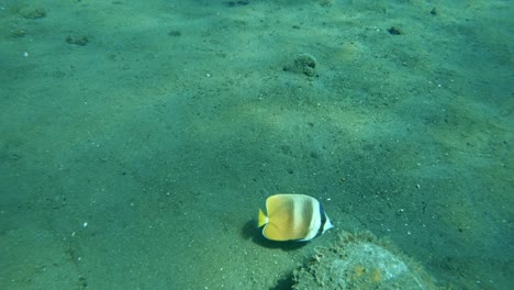 lonely-sunburst-butterfly-fish-swimming-in-green-ocean-water,-tropical-sand-seafloor-with-sun-light-shimmers