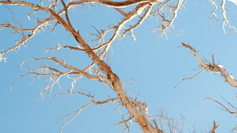 Dry tree without leaves against bright blue sky on a sunny day, handheld