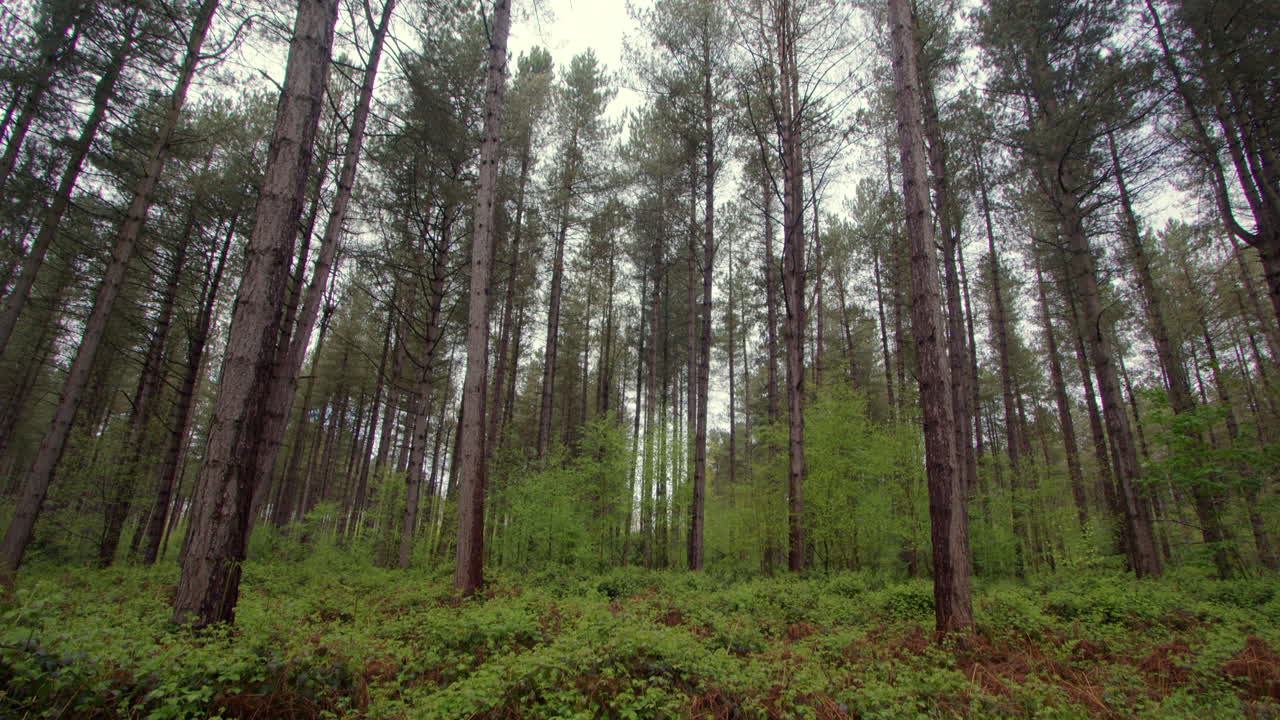 tilting up shot of pine trees and brambles in a forest in Nottinghamshire