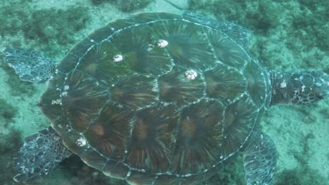 sea turtle displaying unique patterns on its shell swims above a sandy and rock coral reef system