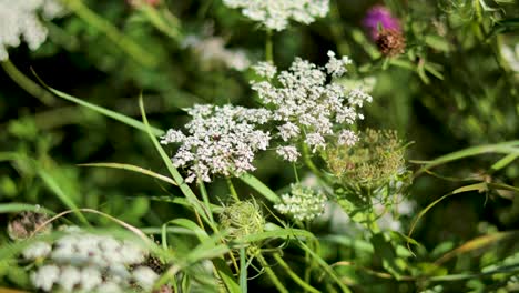 primer plano del perejil de nieve y la flora circundante