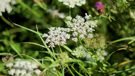 close-up of snow parsley and surrounding flora