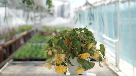 video de producto de 360 grados con flores en un fondo borroso