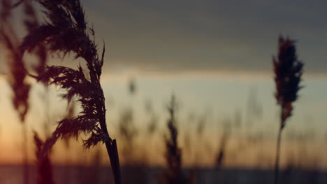 Reeds-grass-blowing-wind-on-sunset-water-beach-in-nature-landscape-background.