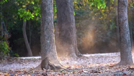 Wide-Shot-of-A-Small-Monkey-Walking-on-camera-and-Playfully-Attacking-Another-small-monkey-and-They-Fall-About-on-Each-Other-and-Create-Dry-Dirt-to-be-Released-into-the-Air