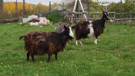 Three-goats-standing-on-the-grass