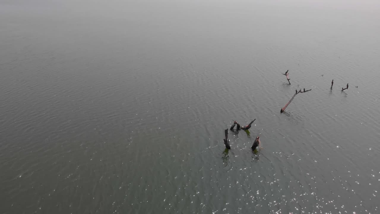 패닝 운동으로 물에 잠긴 나뭇가지에 앉은 새들의 드론 영상