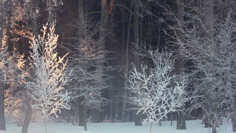 Mañana-En-El-Bosque-De-Invierno.-Amanecer-En-El-Bosque-De-Invierno.-árboles-Cubiertos-De-Nieve